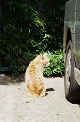 猫撮り散歩939