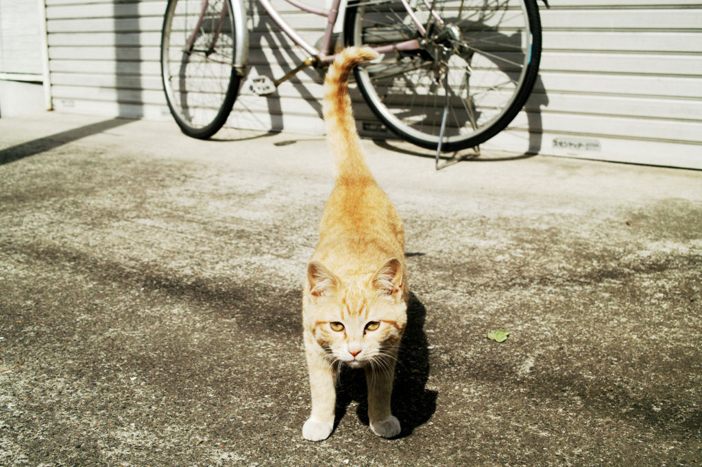 猫撮り散歩1000