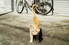 猫撮り散歩1000