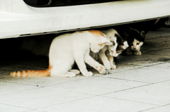 猫撮り散歩776