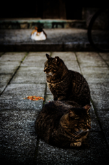 猫撮り散歩749