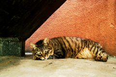 猫撮り散歩1238