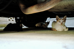 猫撮り散歩862