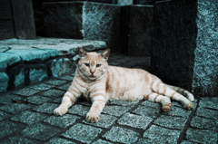 猫撮り散歩652