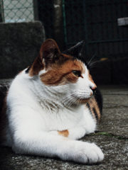 猫撮り散歩430