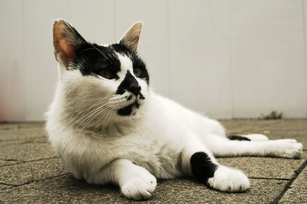猫撮り散歩1226