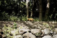 猫撮り散歩1494