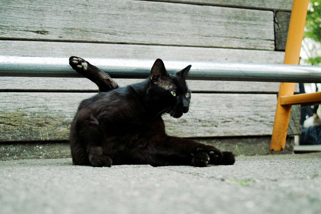 猫撮り散歩1894