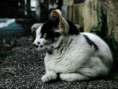 猫撮り散歩1947