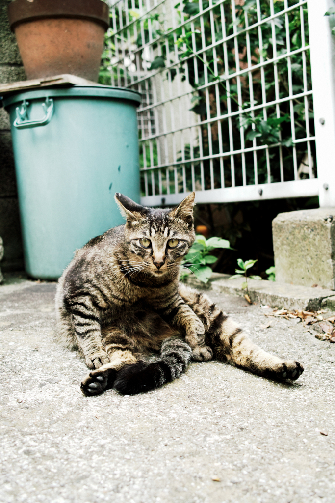 猫撮り散歩1190