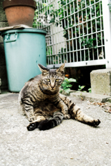 猫撮り散歩1190