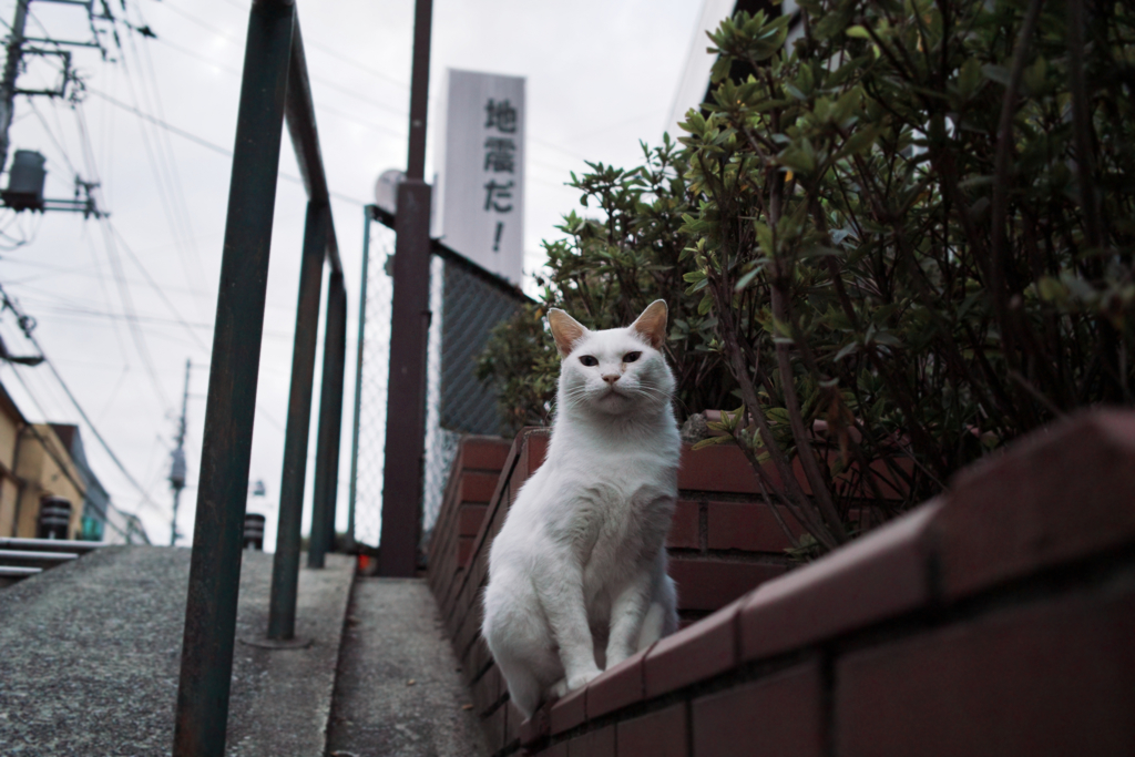 猫撮り散歩1389