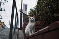 猫撮り散歩1389