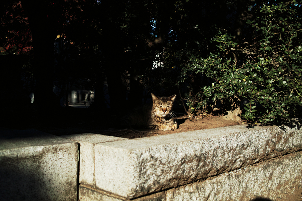 猫撮り散歩1812