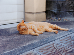 猫撮り散歩404