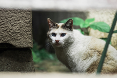 猫撮り散歩2035