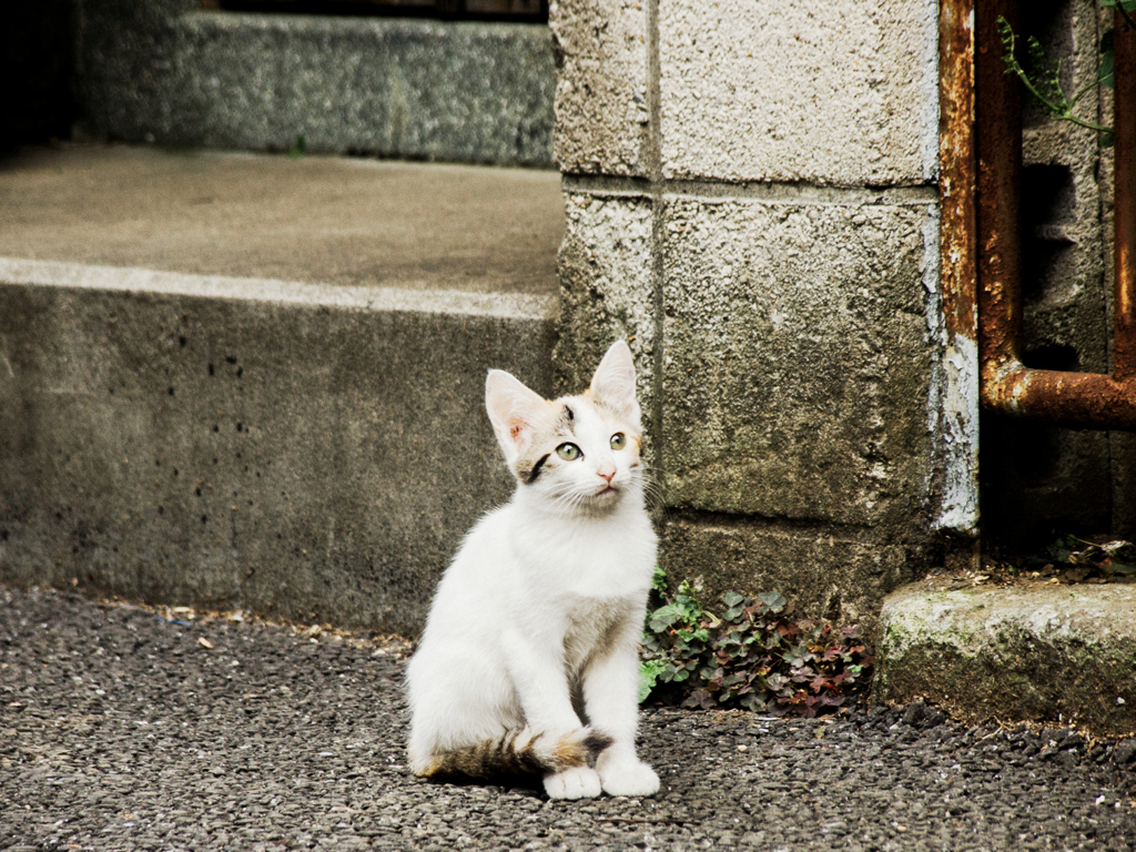 猫撮り散歩1934