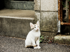 猫撮り散歩1934