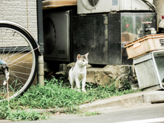 猫撮り散歩1997