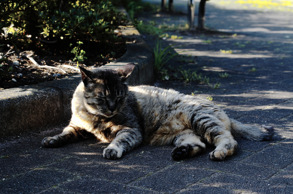 猫撮り散歩431
