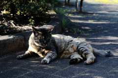 猫撮り散歩431