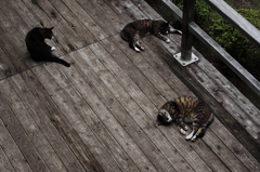 猫撮り散歩SZS-06 "Garden cats of One day"