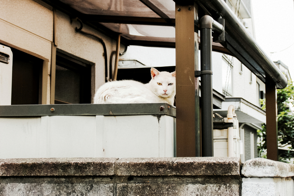 猫撮り散歩1515