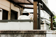猫撮り散歩1515