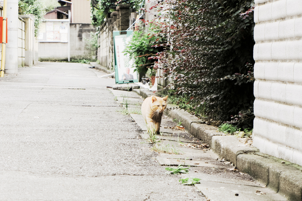 猫撮り散歩2084