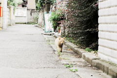 猫撮り散歩2084