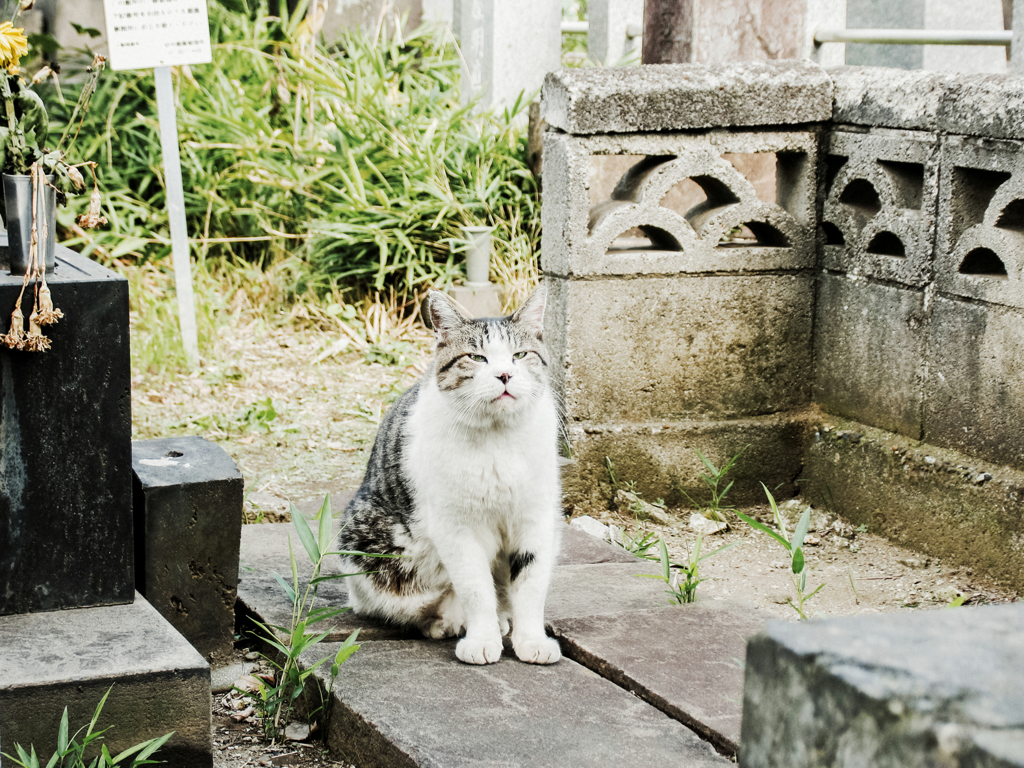 猫撮り散歩2033