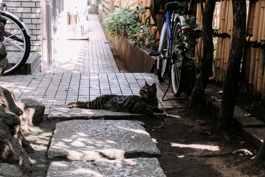 猫撮り散歩2276