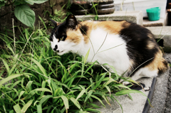 猫撮り散歩858