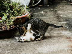 猫撮り散歩1712