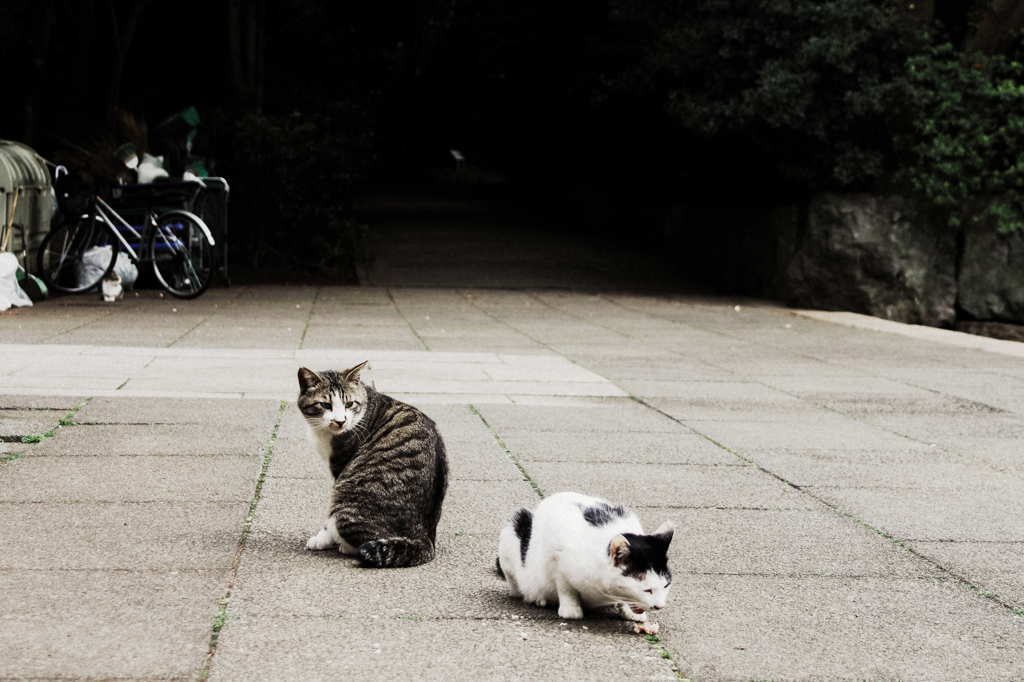 猫撮り散歩877