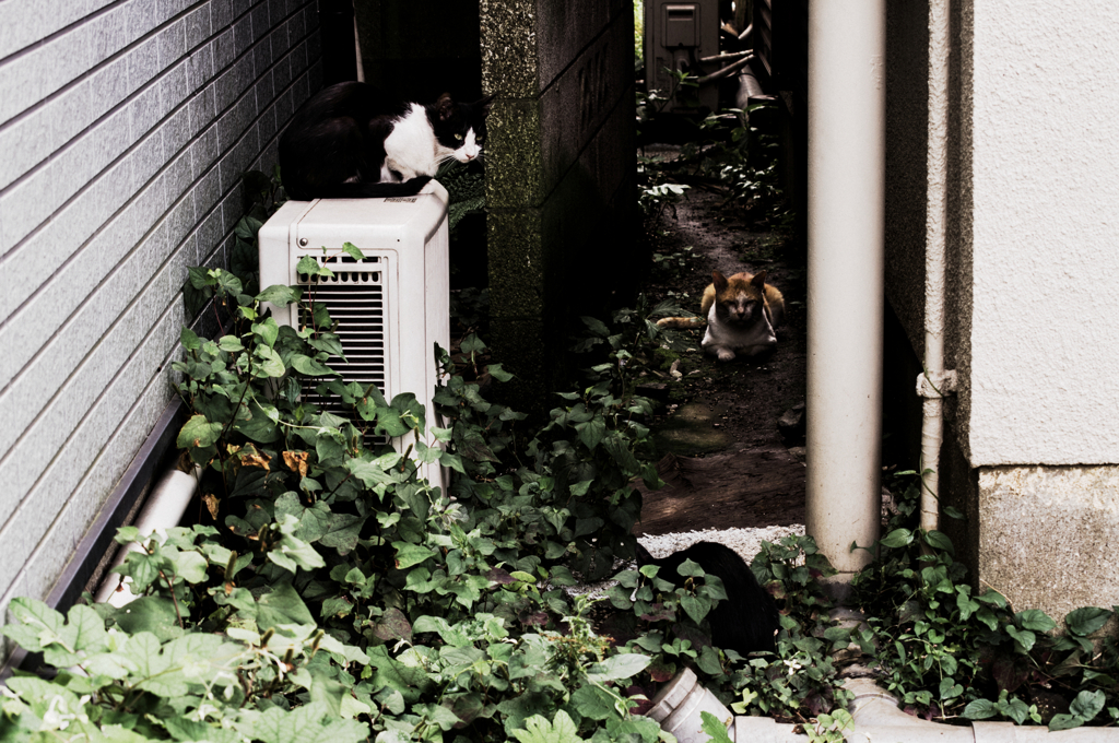 猫撮り散歩985