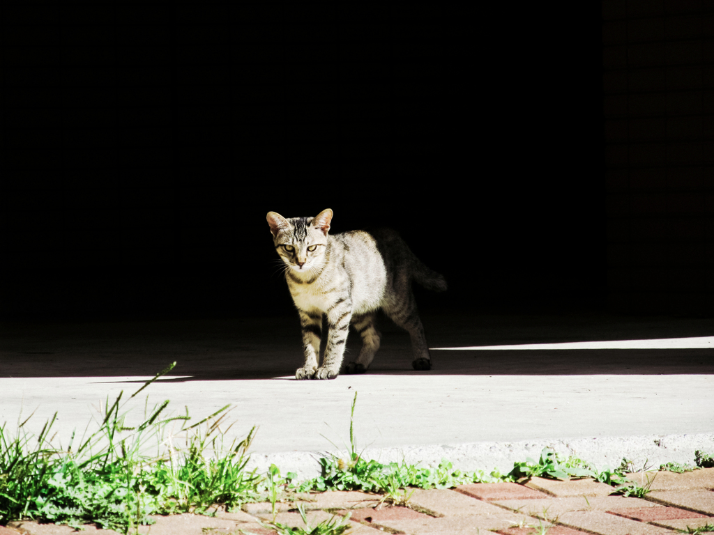 猫撮り散歩2113
