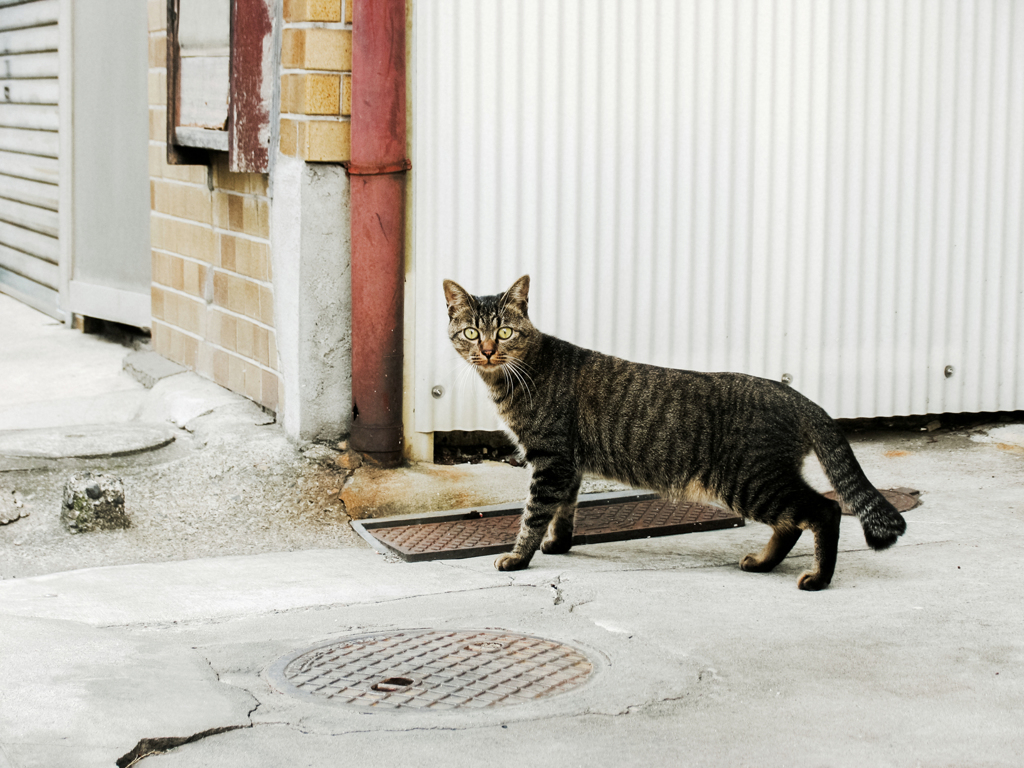 猫撮り散歩2101
