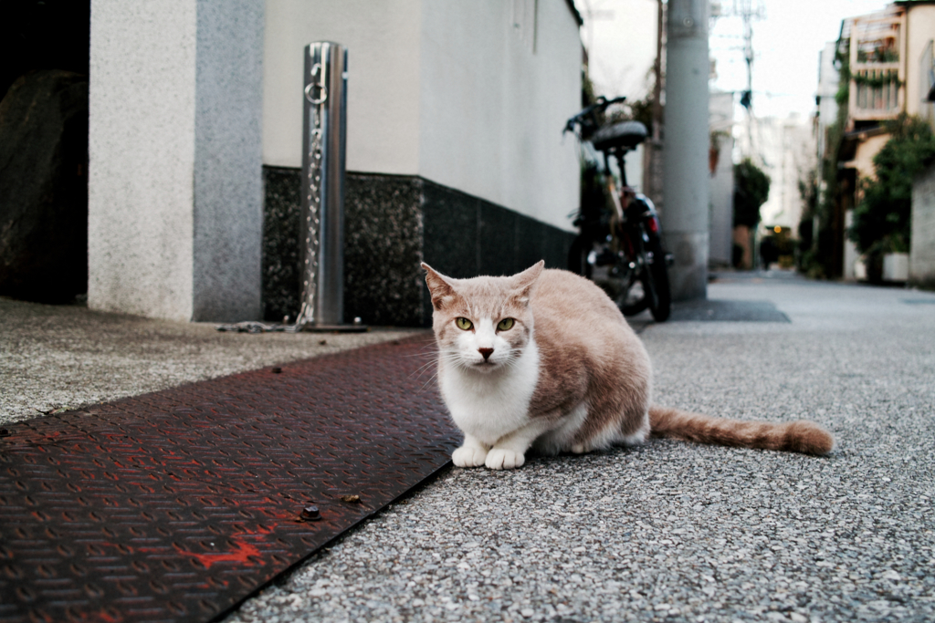 猫撮り散歩1309