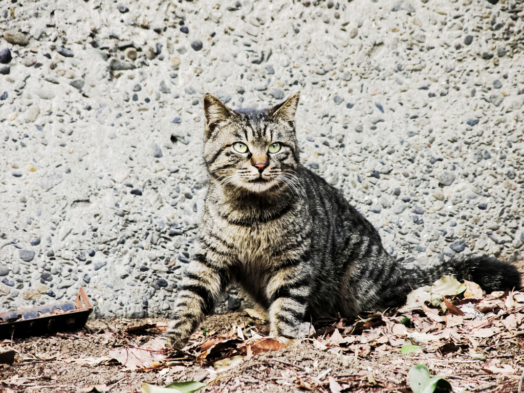 猫撮り散歩1268