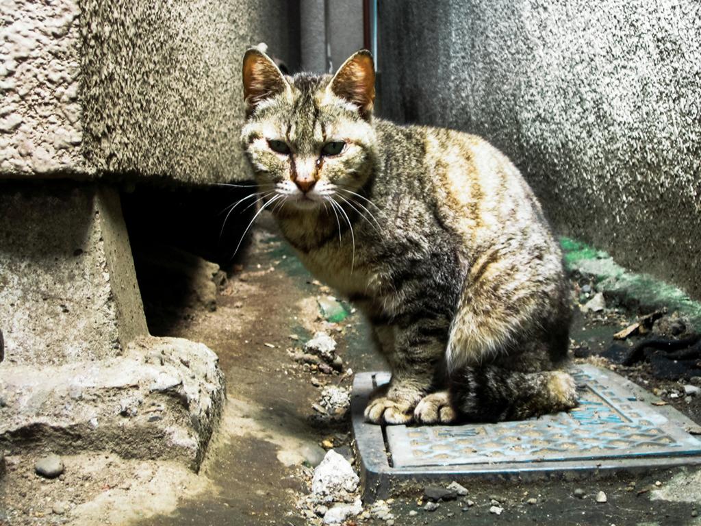 猫撮り散歩1724