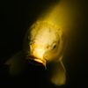 淡水魚