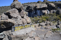 ZEBRA ROCK