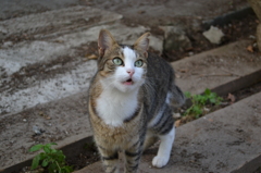 鼻ピンク
