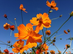 青と橙と蜜蜂