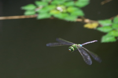 ギンヤンマ　飛行写真