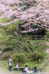 桜、吹雪く