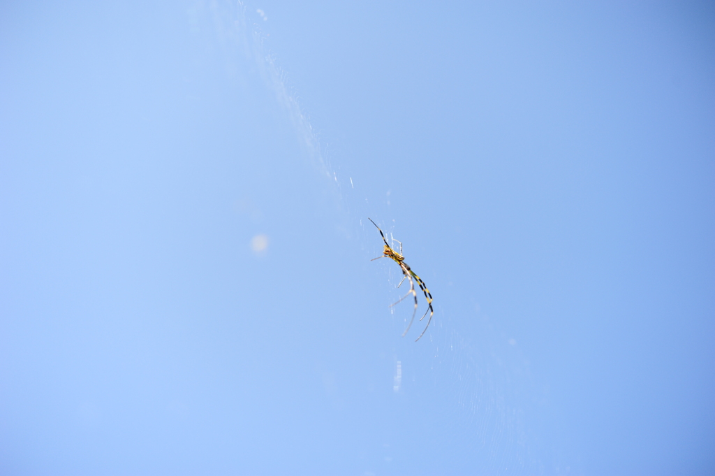 晴れ渡る空、空渡るクモ