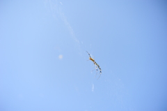 晴れ渡る空、空渡るクモ
