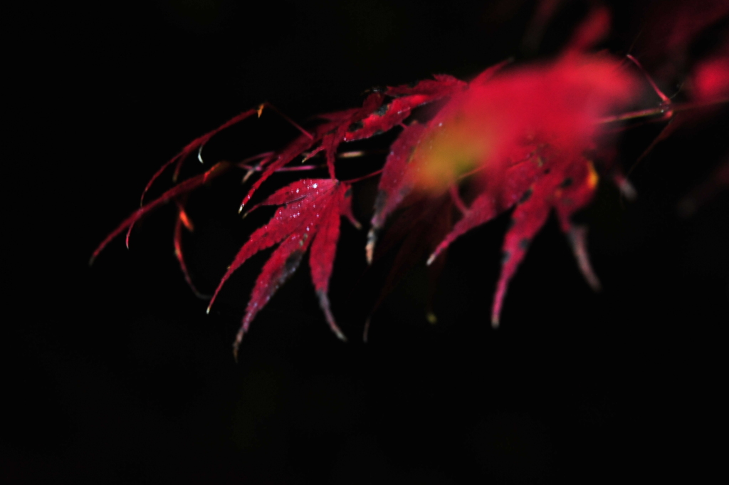 紅線